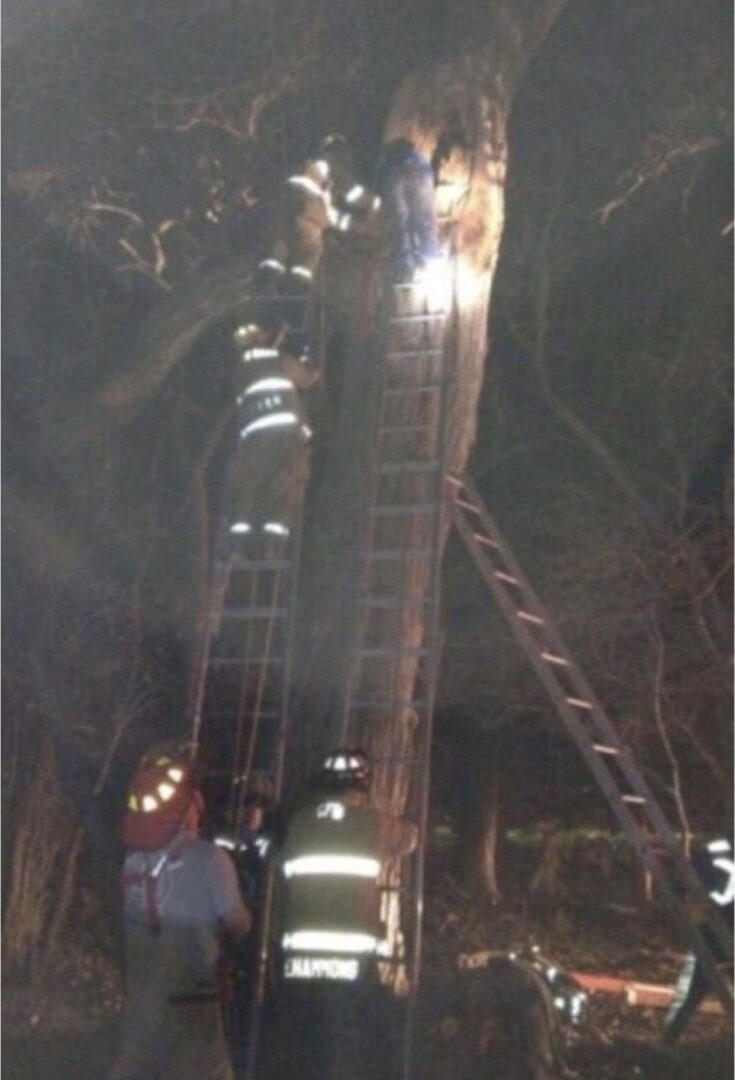 Tree Firefighters